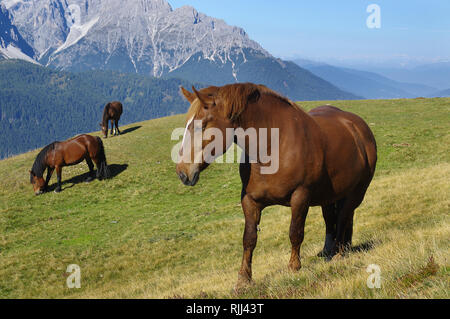 Italian Heavy Draft, Rapid Heavy Draft. Three horses on an alpine meadow. Sextner Dolomites Natural Park, South Tyrol, Italy Stock Photo