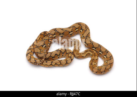 reticulated python isolated on white background Stock Photo