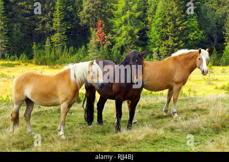 Italian Heavy Draft, Rapid Heavy Draft and Haflinger Horse. Three horses on a sunny bog meadow. Stock Photo