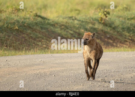 Spotted Hyena, Crocuta crocuta, walks on a dirt road in Lake Nakuru National Park, Kenya Stock Photo