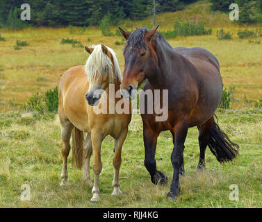 Italian Heavy Draft, Rapid Heavy Draft and Haflinger Horse. Two horses on a bog meadow. Stock Photo