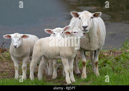 White Polled Heath Sheep. Ewe with three lambs, standing on a pasture. Germany Stock Photo