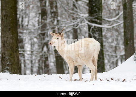 White Fallow Deer (Cervus dama). Young stag standing in snowy forest. Germany