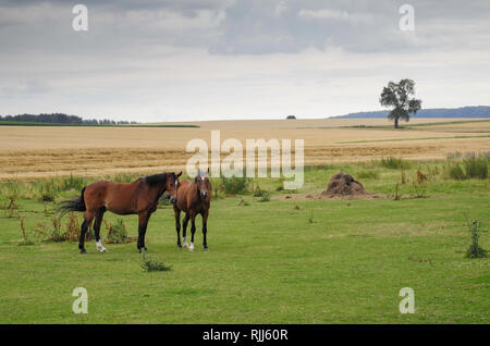 Pferde auf der Wiese in der Schwalm Stock Photo