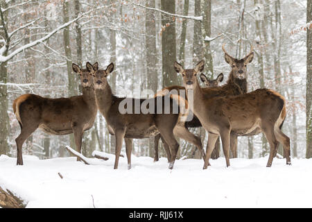 Red Deer (Cervus elaphus). Does and young stag standing in snowy forest. Germany Stock Photo