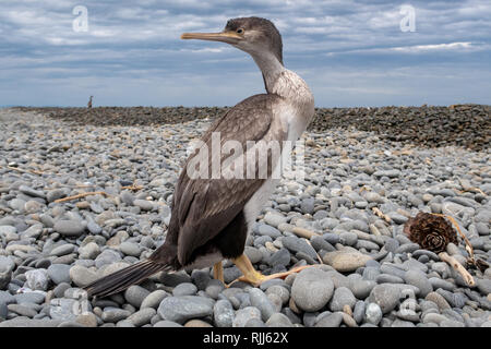A juvenile spotted shag watches its surroundings as it rests on a beach in Canterbury, New Zealand Stock Photo