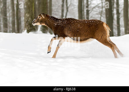 European Mouflon  (Ovis orientalis musimon). Ewe running in forest in winter. Germany Stock Photo