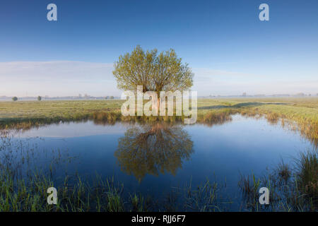 White Willow (Salix alba). Willow mirrored in water. Lower Saxony, Germany Stock Photo