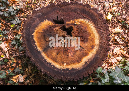 A stump in a ivy forest - Germany Stock Photo