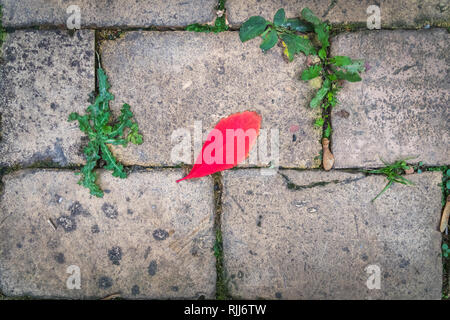 A red leaf on stones Stock Photo