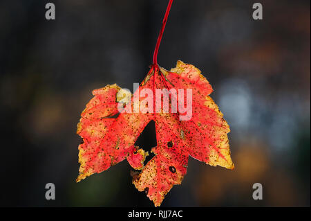 Close-up of red maple leaf in autumn Stock Photo