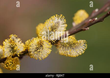 Yellow flowering Goat willow (Salix caprea) with male flowers, willow catkins, Schleswig-Holstein, Germany Stock Photo
