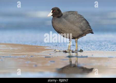 Common coot (Fulica atra), adult animal on the ice on frozen lake, Saxony, Germany Stock Photo