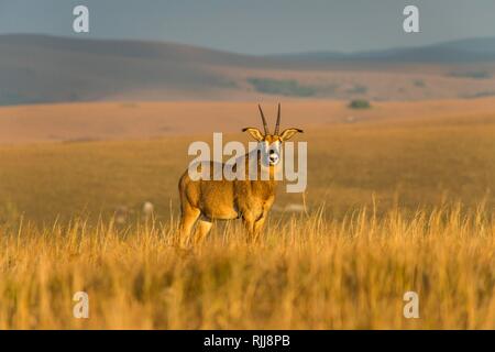 Roan antelope (Hippotragus equinus), Nyika National Park, Malawi Stock Photo