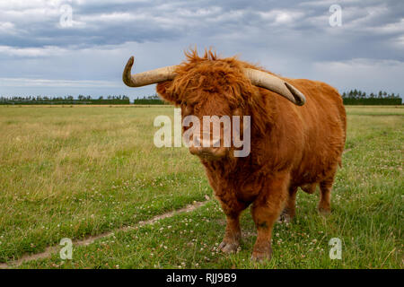 A ginger highland bull with long horns in a field in New Zealand Stock Photo