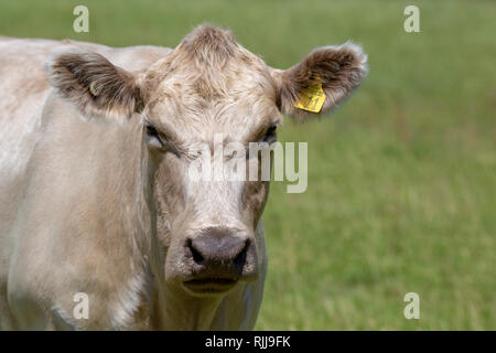 The face of a white charolais cow on a farm in New Zealand Stock Photo