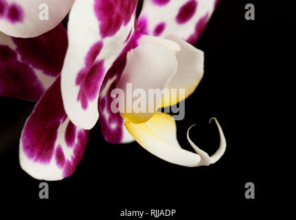 An Orchid flower on a black background Stock Photo