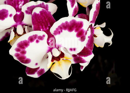 An Orchid flower on a black background Stock Photo