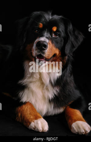 Bernese Mountain Dog looks into camera against black background Stock Photo