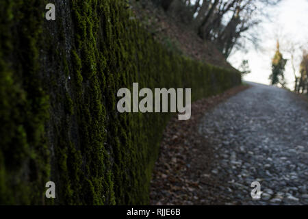 Detail of musk growing on the concrete wall near the old stone pathway Stock Photo