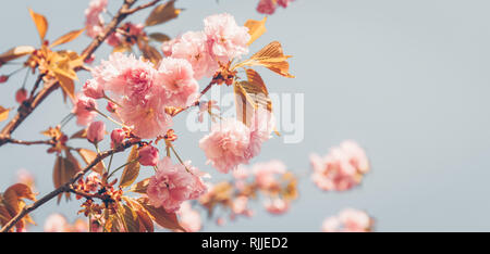 Cherry blossoming in the sunshine. Spring and tranquil nature concept. Toned image. Horizontal, wide screen banner format Stock Photo