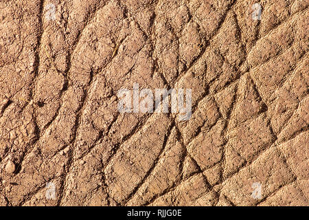 Elephant background and texture close-up Stock Photo