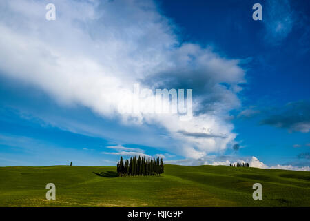 Typical hilly Tuscan countryside in Val d’Orcia with a group of cypresses on a hill Stock Photo