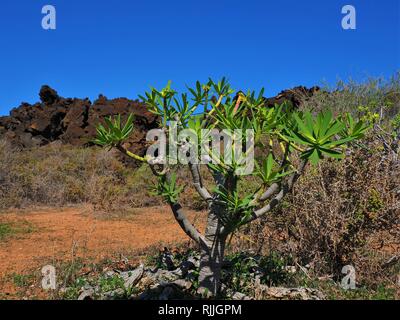 Plants colonising the stark volcanic landscape near Orzola in Lanzarote, the Canary Islands with lava and a dark blue sky Stock Photo