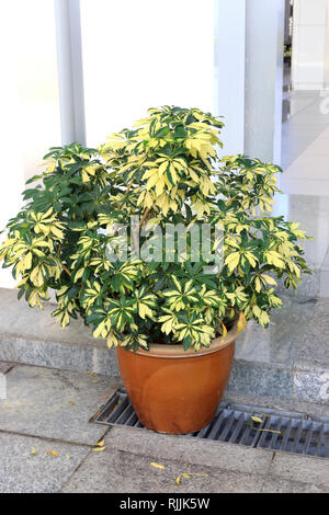 Schefflera arboricola Trinette Stock Photo