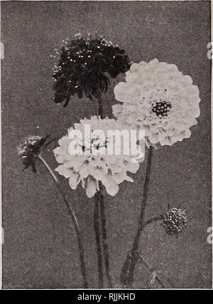 . Beckert's garden, flower and lawn seeds. Commercial catalogs Seeds; Vegetables Seeds Catalogs; Bulbs (Plants) Seeds Catalogs; Fruit Seeds Catalogs; Flowers Seeds Catalogs; Garden tools Catalogs. 34 Wm. C. Beckert's List of Select Flower Seeds, Pittsburg, Pa. SCABIOSA HP&quot; ^rs pale blue, large for cutting. 3 feet. Caucasica. Plov( aud very bright: tine Pkt. 10 cts. Caucasica Diamond. An extremely Hue variety with very large flowers of the Uarke.st shade of blue. Pkt. 10 cts. Caacasica alba. A new pure white variety, coming almost true from seed. Pkt. lb cts. Caacasica perfecta. Very larg Stock Photo