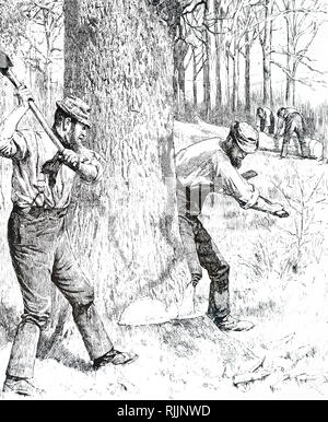 An engraving depicting oak trees being felled for the bark harvest. Dated 19th century Stock Photo