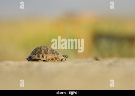 Greek tortoise (Testudo graeca) on a dirt road in Vashlovani National Park, Georgia. Stock Photo