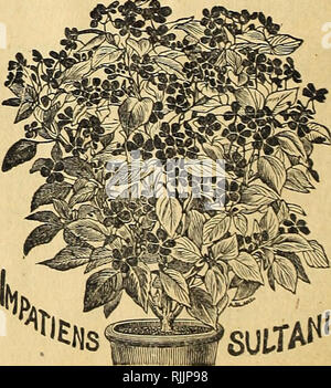 . Beautify your homes : 1901. Seed industry and trade; Seeds; Flowers; Plants, Ornamental; Bulbs (Plants); Roses. JASMINE GRACILLIMUM.. Please note that these images are extracted from scanned page images that may have been digitally enhanced for readability - coloration and appearance of these illustrations may not perfectly resemble the original work.. Henry G. Gilbert Nursery and Seed Trade Catalog Collection; Ella V. Baines (Firm). Springfield, Ohio : Baines Stock Photo