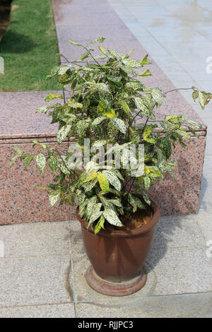 Dracaena surculosa 'Florida Beauty' Stock Photo