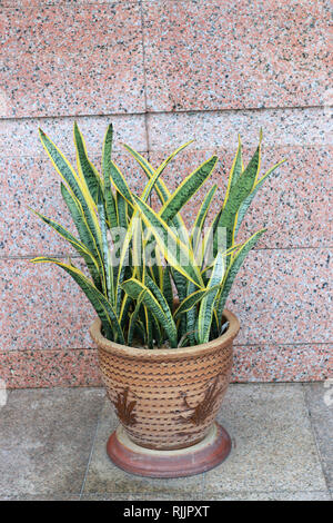 Sansevieria trifasciata or known as Mother in law's tongue or snake plant Stock Photo