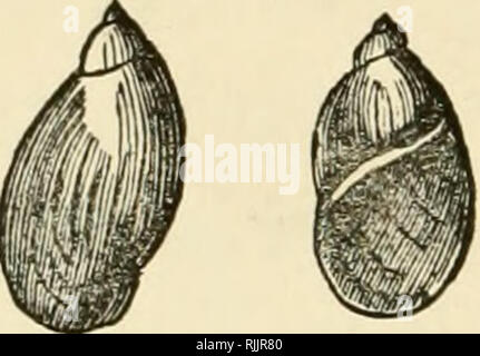 . Beautiful shells; their nature, structure, and uses familiarly explained, with directions for collecting, cleaning, and arranging them in the cabinet and descriptions of the most remarkable species. Shells. 152 Beautiful Shells. amber, and putris means filthy; but there is nothing repulsive about the shell, which, with its variety, S. gracilis (slender, is found always near water.. 60. 61-62. 63. 64. 60. Achatina acicula (the Needle Agate Shell), Muller. 61-62. Succinea putris (the Common Amber Snail), LinncBus. 63. Physa fontinalis (the Stream Bubble Shell), iUd. 64. P. hypnorum (the Slende Stock Photo
