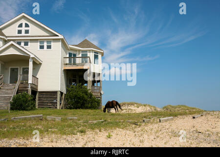 Wild mustang or banker horse (Equus ferus caballus)  in front of a house in Outer Banks, North Carolina, USA Stock Photo
