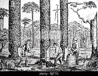 An engraving depicting the process of making turpentine: here dipping is in progress and gum is being collected from buckets on barked portions of pine trees. Dated 19th century Stock Photo