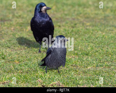 Rook Corvus frugilegus and Jackdaw feeding in grassland East coast Norfolk Stock Photo