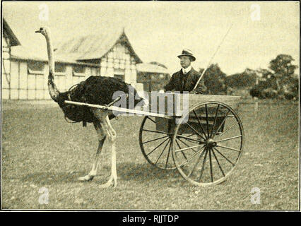 . Beasts and men, being Carl Hagenbeck's experiences for half a century among wild animals;. Animal training; Menageries; Zoological specimens; Zoos. THE OSTRICH-FARM AT STELLINGEN 271 Ostriches are hunted in several different ways. In So- maliland the common method is to use a female bird as a decoy. A cord several hundred yards long is tied to the decoy bird, and she is then taken out to the districts which the wild ostriches are known to frequent. On reaching the scene of action, the huntsman conceals himself behind a bush, and, holding the end of the cord in his hand, lets the female ostri Stock Photo