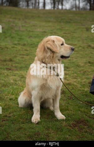 Retriever dog at a pheasant shoot waiting for his owner to ask him to work at a pheasant shoot in Herefordshire Stock Photo