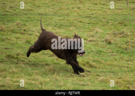 Irish water spaniel running across a field looking very happy and free, outside in a field in Herefordshire Stock Photo