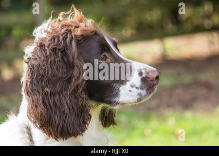 Springer Spaniel working dogs, liver and white working Springer spaniel gun dogs at a pheasant shoot in Hereford, England Stock Photo