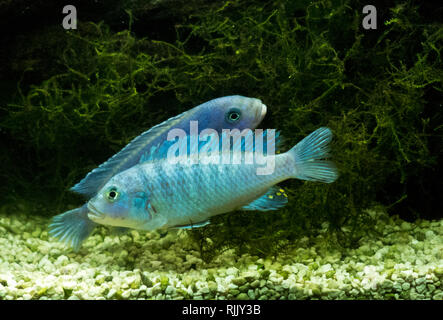 Cobalt Blue Zebra Mbuna Malawi African Cichlids ( Maylandia callainos ) Fighting For Territory Stock Photo
