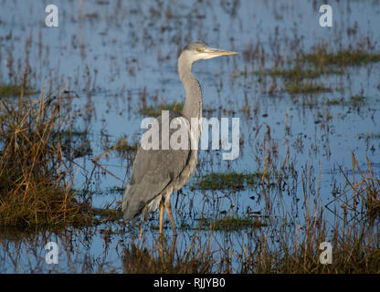 Grey Heron, Ardea cinerea, wading in brackish water of salt marsh in Morecambe Bay, Uk Stock Photo