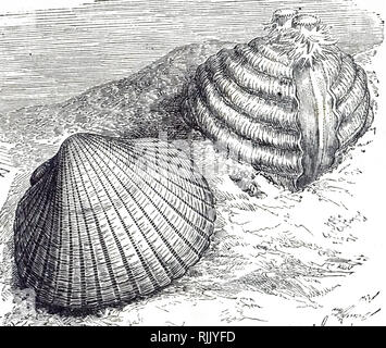 An engraving depicting cockle a small, edible, marine bivalve mollusc. Dated 19th century Stock Photo