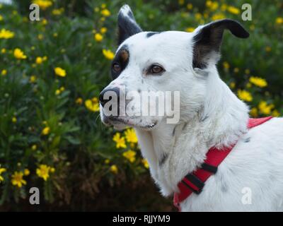 Black and white dog standing in front of a green grass with yellow flowers Stock Photo