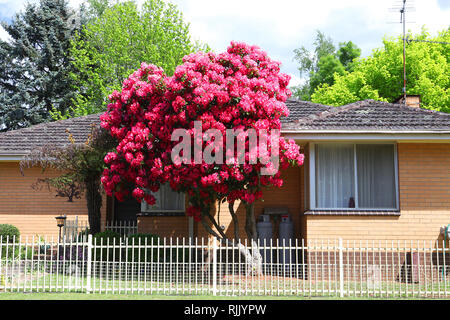Visit Australia.  Scenics and views along the road from Melbourne to Daylesford and Trentham, Victoria, Australia. Red Flowering Gum tree Stock Photo