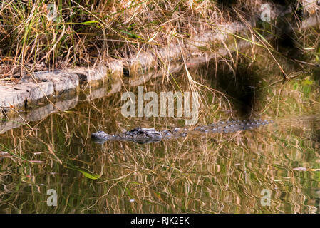 Mugger crocodile or Crocodylus palustris in river water Stock Photo