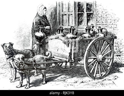 DOG CART : DELIVERING MILK : FLEMISH MILK MAID : THREE DOGS : BELGIUM